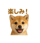 華金だ！サラリーマン芝犬のお疲れ様ご褒美（個別スタンプ：13）