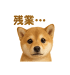 華金だ！サラリーマン芝犬のお疲れ様ご褒美（個別スタンプ：16）