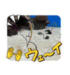 水族館の生き物達すたんぷ（個別スタンプ：5）