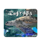 水族館の生き物達すたんぷ（個別スタンプ：6）