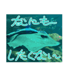 水族館の生き物達すたんぷ（個別スタンプ：12）