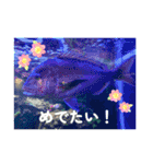 水族館の生き物達すたんぷ（個別スタンプ：13）