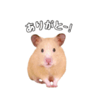 らてたんすたんぷ（個別スタンプ：2）