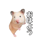 らてたんすたんぷ（個別スタンプ：3）