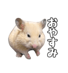 らてたんすたんぷ（個別スタンプ：4）