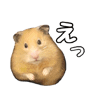らてたんすたんぷ（個別スタンプ：5）