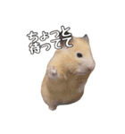 らてたんすたんぷ（個別スタンプ：7）