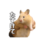 らてたんすたんぷ（個別スタンプ：8）