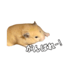 らてたんすたんぷ（個別スタンプ：11）