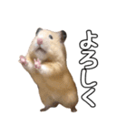 らてたんすたんぷ（個別スタンプ：12）