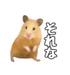らてたんすたんぷ（個別スタンプ：14）