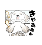 動くシーズー犬 2025 「ダイエット」17（個別スタンプ：3）