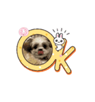 シーズー子犬が動く！♪（個別スタンプ：1）