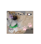 シーズー子犬が動く！♪（個別スタンプ：3）