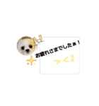 シーズー子犬が動く！♪（個別スタンプ：5）