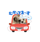 シーズー子犬が動く！♪（個別スタンプ：6）