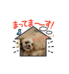シーズー子犬が動く！♪（個別スタンプ：7）