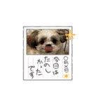 シーズー子犬が動く！♪（個別スタンプ：8）
