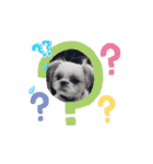 シーズー子犬が動く！♪（個別スタンプ：13）