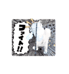 シーズー子犬が動く！♪（個別スタンプ：14）