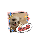 シーズー子犬が動く！♪（個別スタンプ：15）