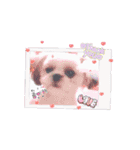 シーズー子犬が動く！♪（個別スタンプ：16）