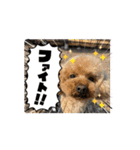 うちの愛犬(しえる)スタンプ2（個別スタンプ：1）