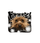 うちの愛犬(しえる)スタンプ2（個別スタンプ：2）