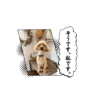 うちの愛犬(しえる)スタンプ2（個別スタンプ：3）