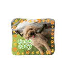 うちの愛犬(しえる)スタンプ2（個別スタンプ：5）