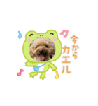 うちの愛犬(しえる)スタンプ2（個別スタンプ：6）