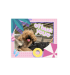 うちの愛犬(しえる)スタンプ2（個別スタンプ：7）