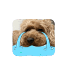 うちの愛犬(しえる)スタンプ2（個別スタンプ：9）