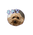 うちの愛犬(しえる)スタンプ2（個別スタンプ：10）