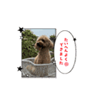 うちの愛犬(しえる)スタンプ2（個別スタンプ：11）