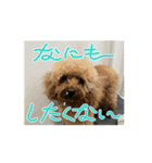 うちの愛犬(しえる)スタンプ2（個別スタンプ：12）