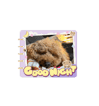 うちの愛犬(しえる)スタンプ2（個別スタンプ：14）