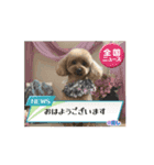 うちの愛犬(しえる)スタンプ2（個別スタンプ：15）