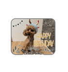 うちの愛犬(しえる)スタンプ2（個別スタンプ：16）