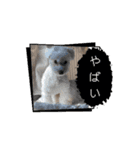 動くめろちスタンプ（個別スタンプ：1）