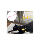 クロクロのクロッチ②（個別スタンプ：1）