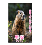 台湾語マーモットBIGスタンプ（個別スタンプ：1）