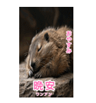 台湾語マーモットBIGスタンプ（個別スタンプ：4）