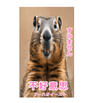 台湾語マーモットBIGスタンプ（個別スタンプ：20）