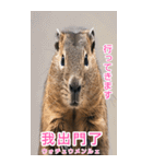 台湾語マーモットBIGスタンプ（個別スタンプ：23）