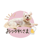 チワマル ブラン♡part3（個別スタンプ：6）