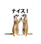見張り上手なミーアキャットの日常（個別スタンプ：1）