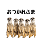 見張り上手なミーアキャットの日常（個別スタンプ：9）