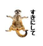 見張り上手なミーアキャットの日常（個別スタンプ：16）