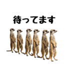 見張り上手なミーアキャットの日常（個別スタンプ：17）